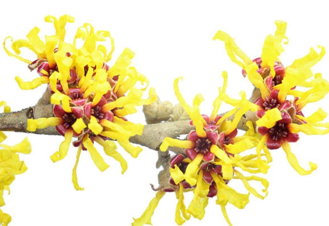 witch hazel